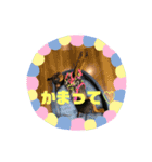 チワワ♡ミニチュアピンシャー（個別スタンプ：6）