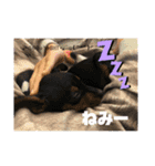 チワワ♡ミニチュアピンシャー（個別スタンプ：7）
