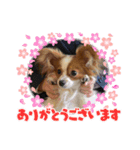 パピヨンのマロンちゃん2（個別スタンプ：3）