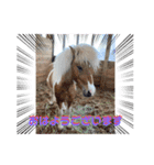 Horse meeee（個別スタンプ：1）