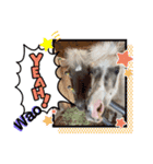 Horse meeee（個別スタンプ：6）