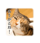 ミーコとべーやん（個別スタンプ：3）