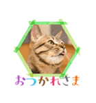 ミーコとべーやん（個別スタンプ：4）