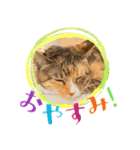 ミーコとべーやん（個別スタンプ：6）
