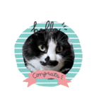 猫こむぎこはく（個別スタンプ：1）