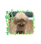 ふうまくん01（個別スタンプ：3）