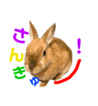 ペーモちゃんのスタンプ2（個別スタンプ：2）