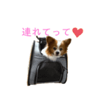 パピヨンのサニーくん（個別スタンプ：2）