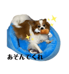 パピヨンのサニーくん（個別スタンプ：3）