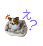 パピヨンのサニーくん（個別スタンプ：7）