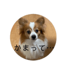 パピヨンのサニーくん（個別スタンプ：8）