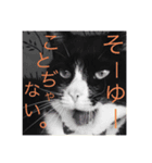 クロおぢさん (Kuro Ojisan)（個別スタンプ：5）