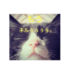 クロおぢさん (Kuro Ojisan)（個別スタンプ：7）