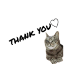 キジトラ猫さん1（個別スタンプ：1）