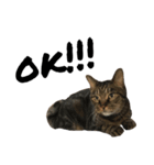 キジトラ猫さん1（個別スタンプ：3）