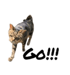 キジトラ猫さん1（個別スタンプ：5）