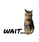 キジトラ猫さん1（個別スタンプ：6）
