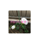 日常使いお花スタンプ（個別スタンプ：5）