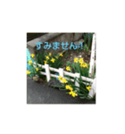 日常使いお花スタンプ（個別スタンプ：6）