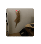 アメショのれいにゃん（個別スタンプ：8）