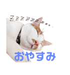 茶白ネコチャンズ（個別スタンプ：1）