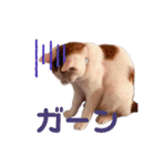茶白ネコチャンズ（個別スタンプ：5）