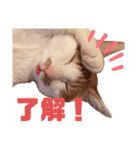 茶白ネコチャンズ（個別スタンプ：7）