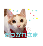 茶白ネコチャンズ（個別スタンプ：8）