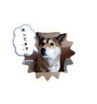 しばいぬにこる（個別スタンプ：2）