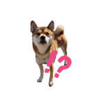 しばいぬにこる（個別スタンプ：5）