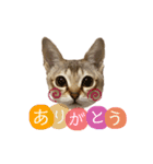 こむぎスタンプ“シンガプーラ”（個別スタンプ：6）