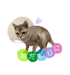 こむぎスタンプ“シンガプーラ”（個別スタンプ：12）
