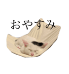 mula kimura（個別スタンプ：8）