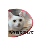 mula kimura（個別スタンプ：11）