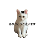 mula kimura（個別スタンプ：15）