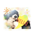ボーダーコリーぼくのLife Stamp（個別スタンプ：5）