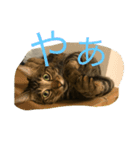 トトラのスタン部（個別スタンプ：2）