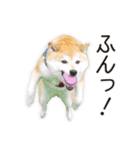 がんばる柴犬（個別スタンプ：4）