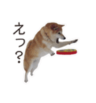 がんばる柴犬（個別スタンプ：5）