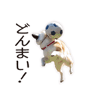 がんばる柴犬（個別スタンプ：9）