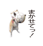 がんばる柴犬（個別スタンプ：12）