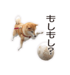 がんばる柴犬（個別スタンプ：13）