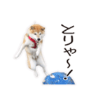 がんばる柴犬（個別スタンプ：16）