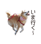 がんばる柴犬（個別スタンプ：18）