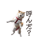 がんばる柴犬（個別スタンプ：21）