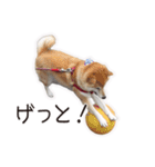 がんばる柴犬（個別スタンプ：22）