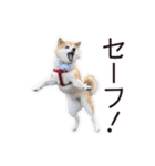 がんばる柴犬（個別スタンプ：23）