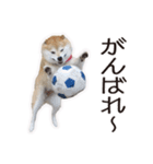 がんばる柴犬（個別スタンプ：26）