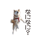 がんばる柴犬（個別スタンプ：27）