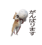 がんばる柴犬（個別スタンプ：30）